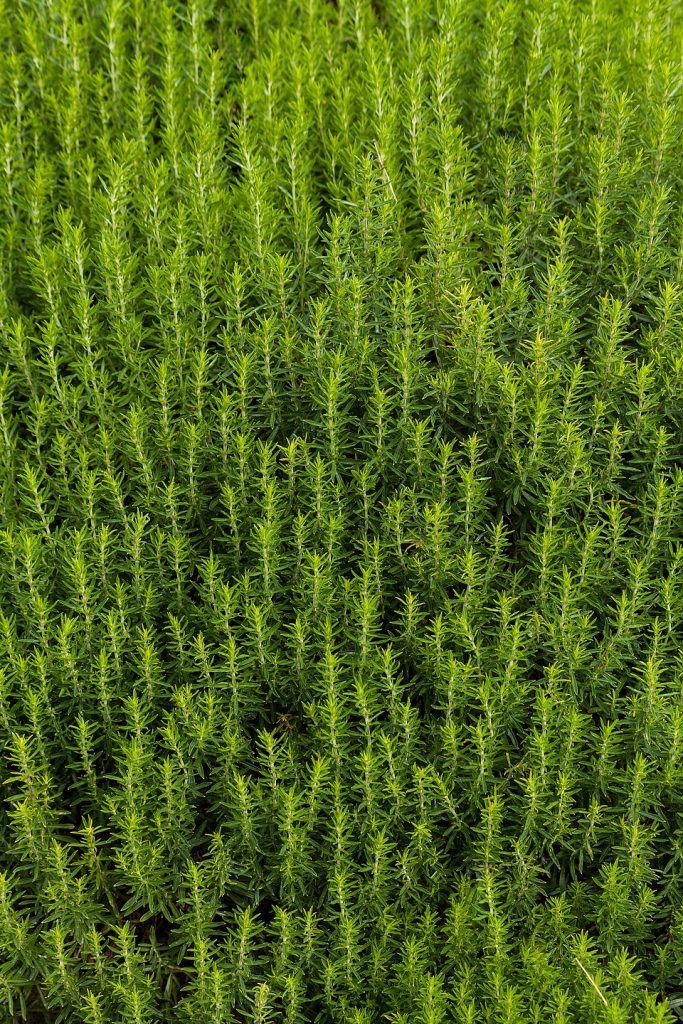 Satureja_subspicata,_Royal_Botanic_Garden_Edinburgh,_Scotland,_GB,_IMG_3779_edit