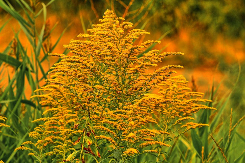 gosiak1980-tansy-6633332