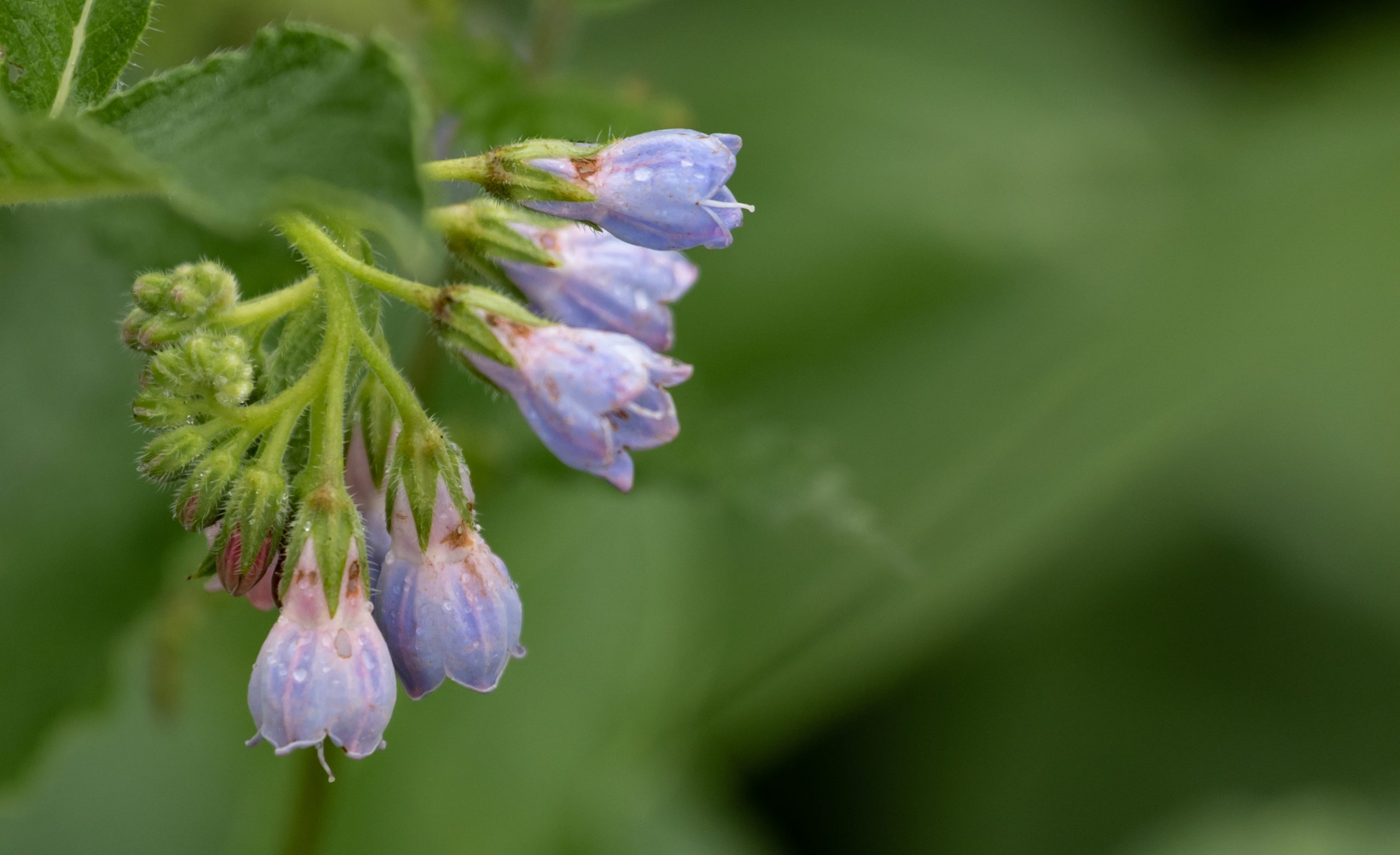 theotherkev-wild-flowers-5444084