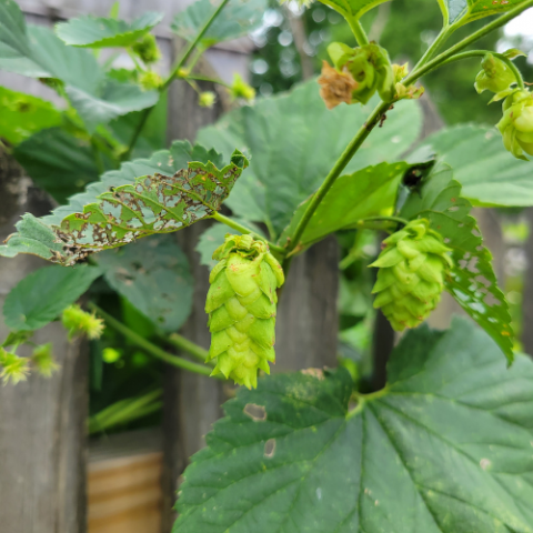 American Hops
