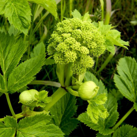 Angelica