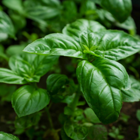 Basil