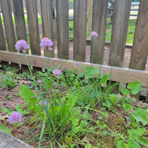 Chives