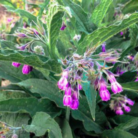 Comfrey