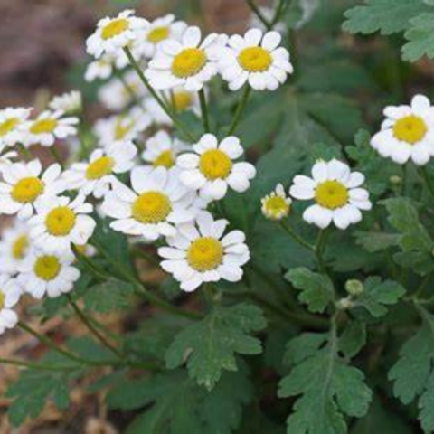 Feverfew