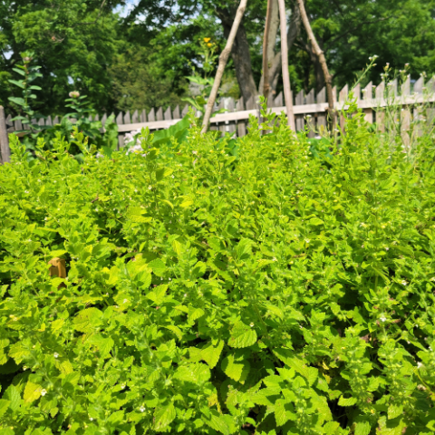 Lemon Balm