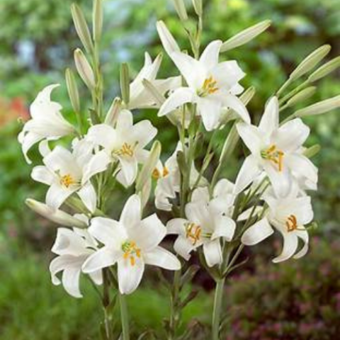 Madonna Lily