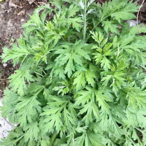 Mugwort