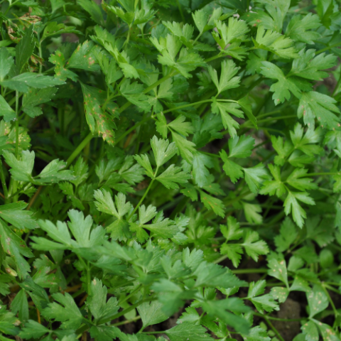 Parsley