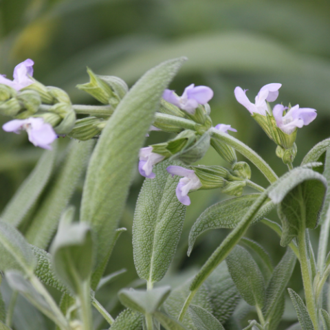 Sage