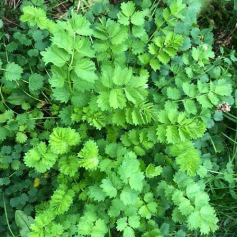 Salad Burnet