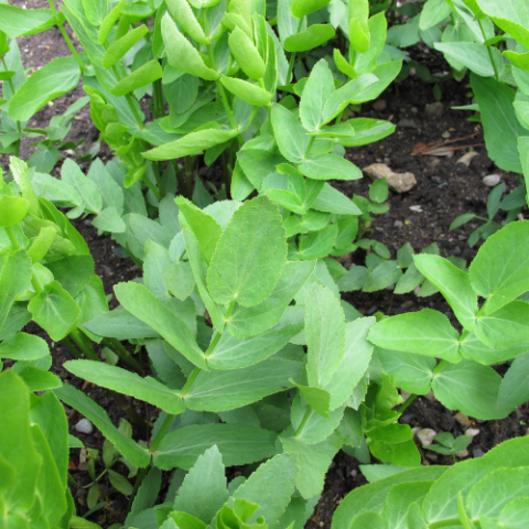 Skirret