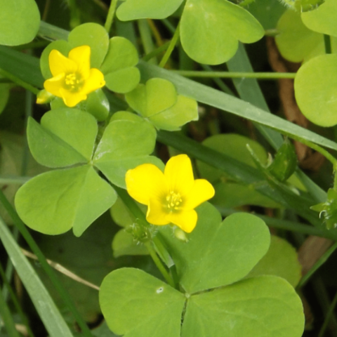 Sorrel
