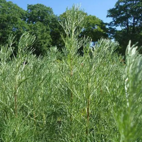 Southern Wood
