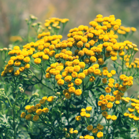 Tansy