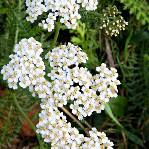 Yarrow