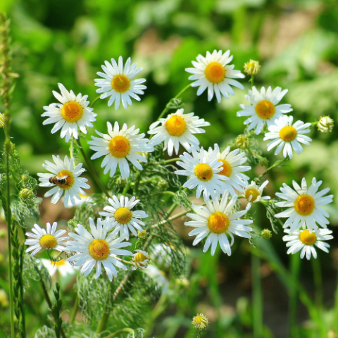 chamomile
