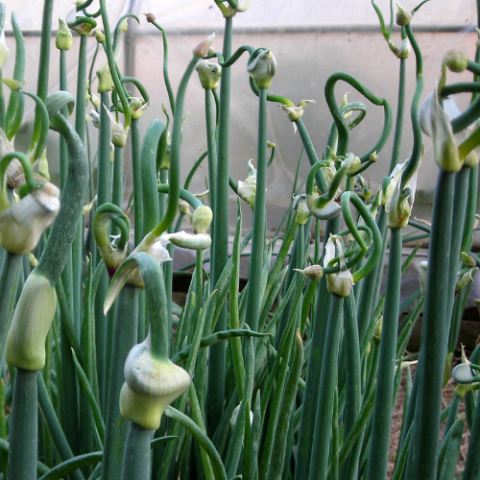 walking onions
